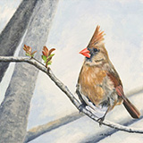 Female Northern Cardinal