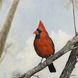 Male Cardinal