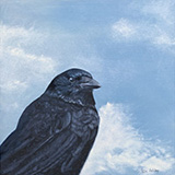 Crow