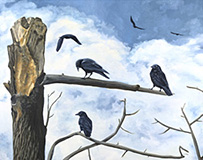 The Crows of Marymoor